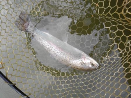 大安トラウトレイク 釣果